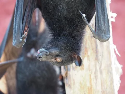 Close up of a flying fox. 스톡 사진
