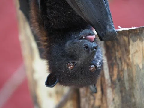 Close up of a flying fox. Stock Photos