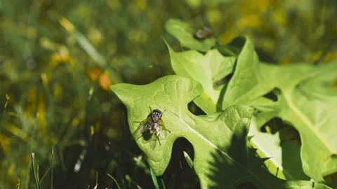 Close up of flying insect around flowers, collecting nectar and pollen Stock Footage 159906110