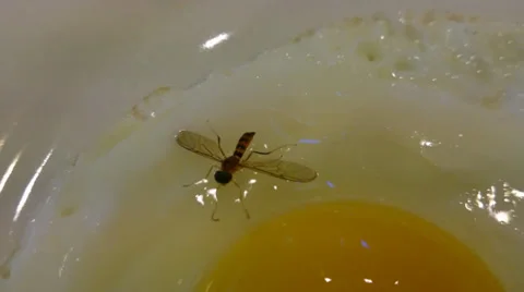 Close up of flying insect stuck on plate fill with white and yellow egg Stock Footage 39711940