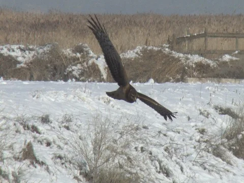 Close Flying Northern Harrier Attacks Harrier on Ground, The Loser Circles Stock Footage 125726979