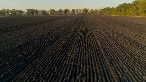Close up flying over dark arable land. Low sun, green trees Video stock 117124119
