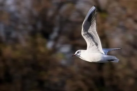 Close-up flying seagull with blurred background by the help of techniques Pannin Stock Photos