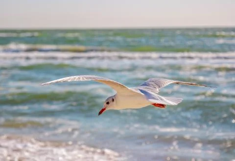 Close up flying seagull Stock Photos