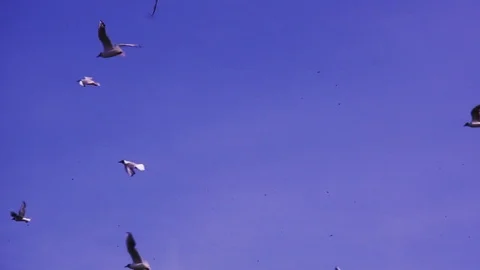 Close Up of Flying Seagulls Stock Footage 118669441