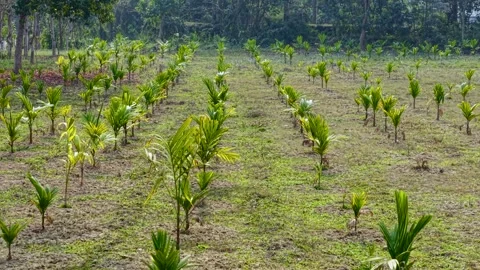 Close up flyover of young tea plants in parallel rows with green shoots on a 動画素材 319296567