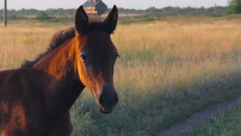Close-up. A foal in a field looks at the camera. Sunny day 動画素材 137970147