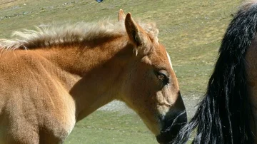 Close-up foal head. Video stock 86111816