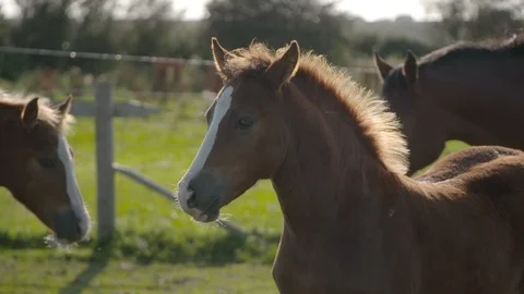 Close up foals in golden hour sun slowmo Stock Footage