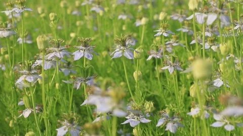 Close-up Focus Blooming White Nigella sativa flowers swing Stock Footage 171374819