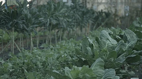 Close focus of crops growing in a city farm Stock Footage 86002706