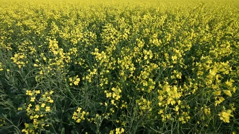 Close up with focus fading in the distance of bright yellow canola flowers movin Stock Footage 300818604