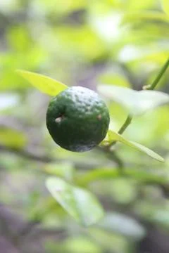 Close up focus on green lemons fruit Stock Photos