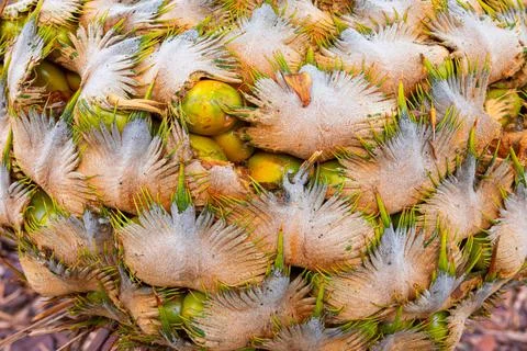 Close focus on group of cone fruit of cycad. Stock Photos