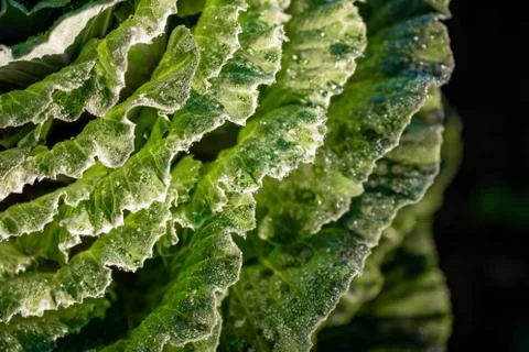Close focus on leaf of cabbage Stock Photos