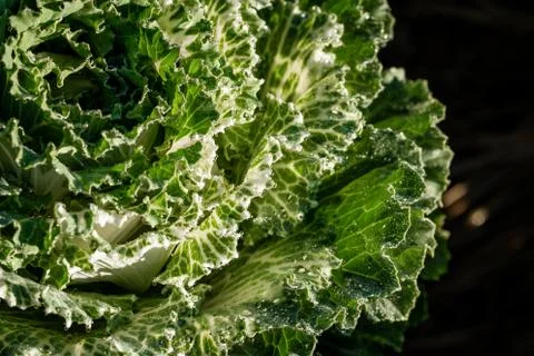 Close focus on leaf of cabbage Stock Photos