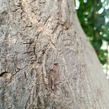 Close focus macro shot rough textured tree trunk bark distinct knot Stock Photos