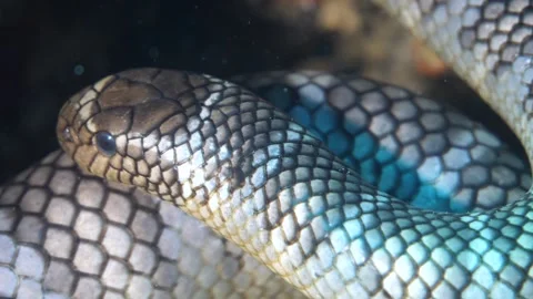 Close-up focus on olive sea snake's patterned skin Stock-Footage 327548031