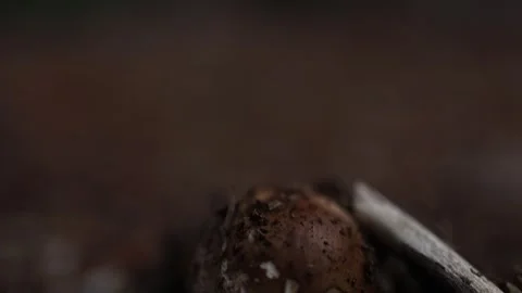 Close-up focus pull from an acorn seed to an oak tree trunk Stockbeeldmateriaal 336519758