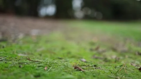 Close-up focus pull on mossy ground in a forest Stockbeeldmateriaal 336308691