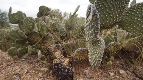 Close up focus pull time-lapse of cactus patch in desert with clouds Stock Footage 102386634