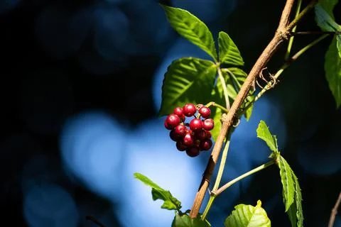 Close focus on red coffee cherry with blurry blue light background. Stock Photos