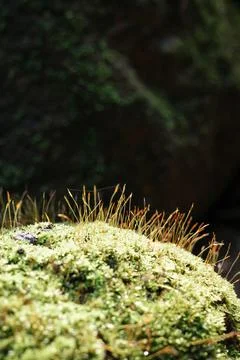 Close focus on small tree growing from rock with blurry dark background. Foto stock