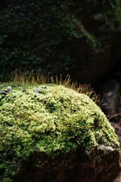 Close focus on small tree growing from rock with blurry dark background. Stock Photos