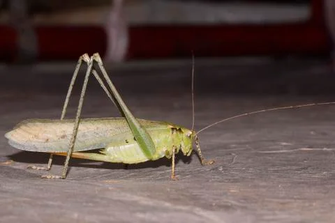Close-up Focus Stacked Image of a Young Carolina Praying Mantis on the floor. Foto stock