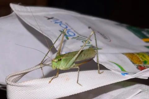 Close-up Focus Stacked Image of a Young Carolina Praying Mantis on white bag. Foto stock