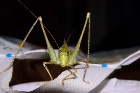 Close-up Focus Stacked Image of a Young Carolina Praying Mantis on white bag. Stock Photos