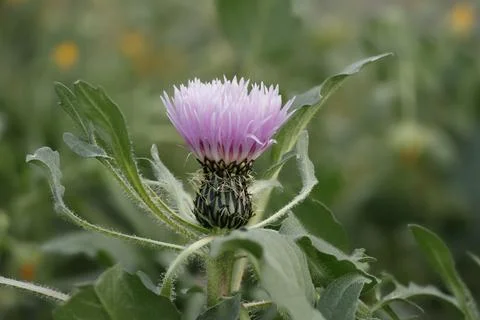Close-up with focus stacking of a flowering wild thistle Stock Photos