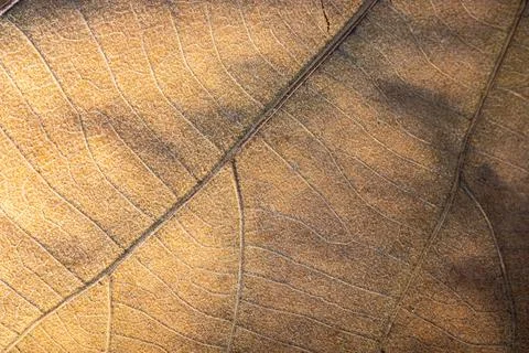 Close focus on texture of brown dry leaf. Stock Photos