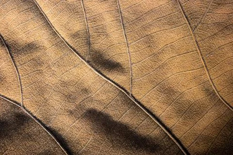 Close focus on texture of brown dry leaf. Stock Photos