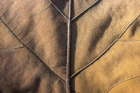 Close focus on texture of brown dry leaf. Stock Photos