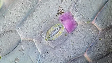 Close Focus on Tradescantia discolor Guard Cells 動画素材 320375181