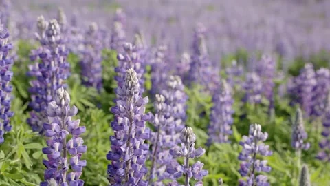 Close-focus view across field of purple flowers Video stock 158018604