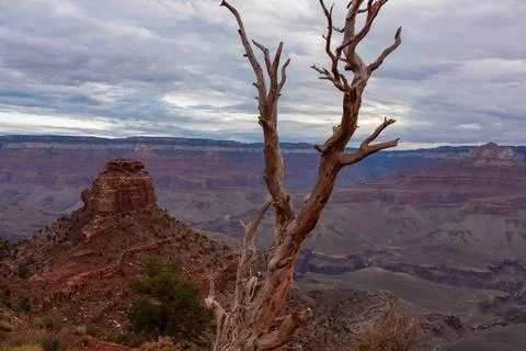 Close up focused view on dry tree branch with aerial overlook on rock forma.. Stock Photos