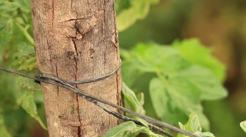 Close-up focusing on string wrapped around a wooden pole by a farm worker in Stock Footage 50509586