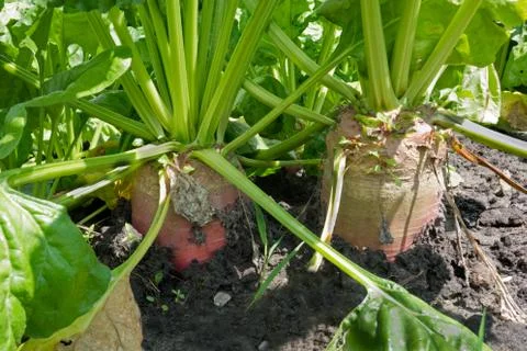 Close-up of Fodder beets Stock Photos