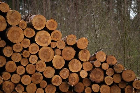 Close-up of a folded round pine tree trunk Stock Photos