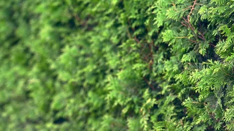 Close up on the foliage of cypress trees Stock Footage 112153928