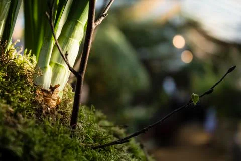 A close-up of foliage Stock Photos