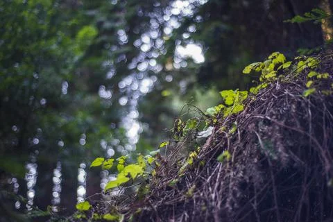 Close up of Foliage Stock Photos