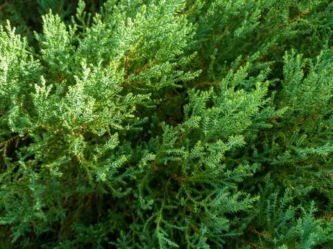 Close up a foliage pine tree. Stock Photos