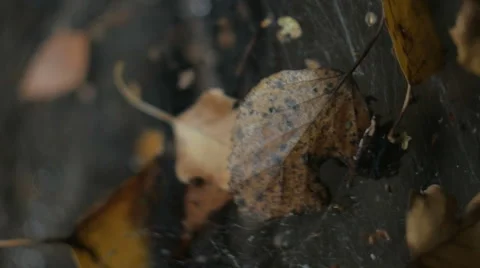 Close up,foliage in the web Stock Footage 68633003