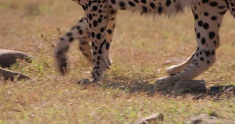 Close up follow shot of a pair cheetahs limbs moving Stock Footage 308678996