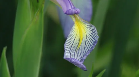 Close up fontanelle iris Stock Footage 35657038