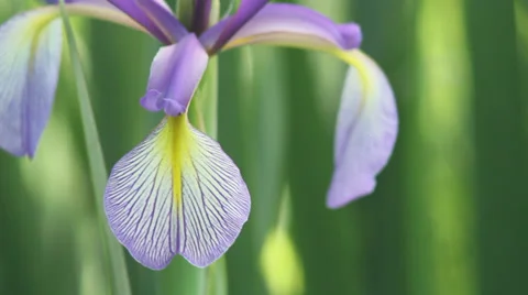 Close up fontanelle iris II Stock Footage 35656963