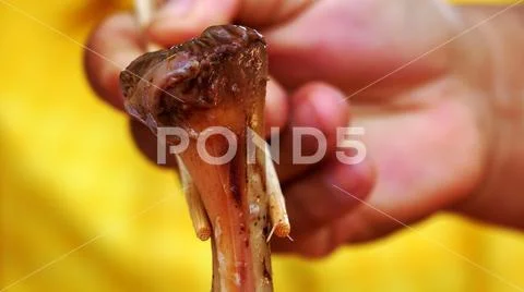 Close up of food in chopsticks Stock Photos